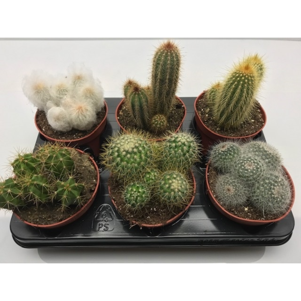 Cactus mix 12 cm.
