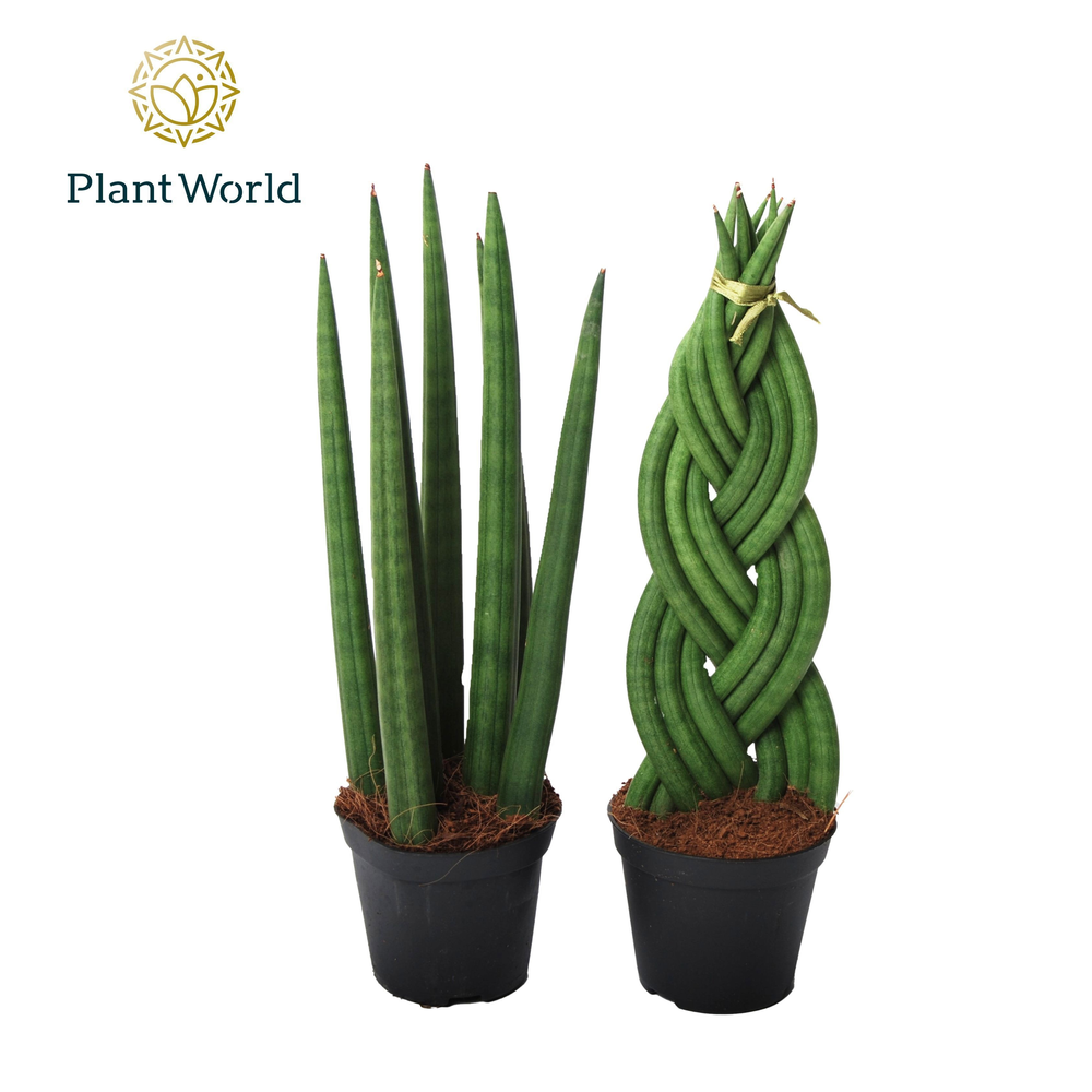 Sansevieria mix: Twist-Spaghetti.