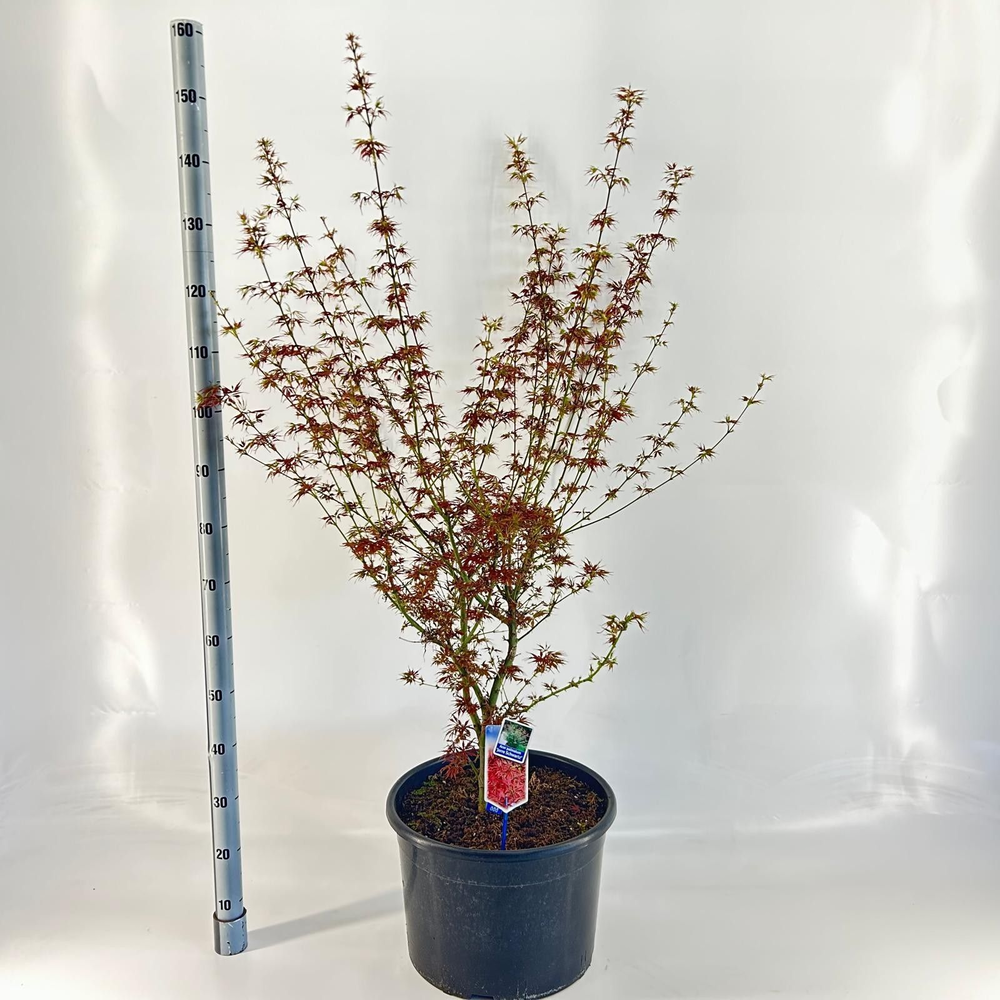 Acer pal. 'Jerre Schwartz'.