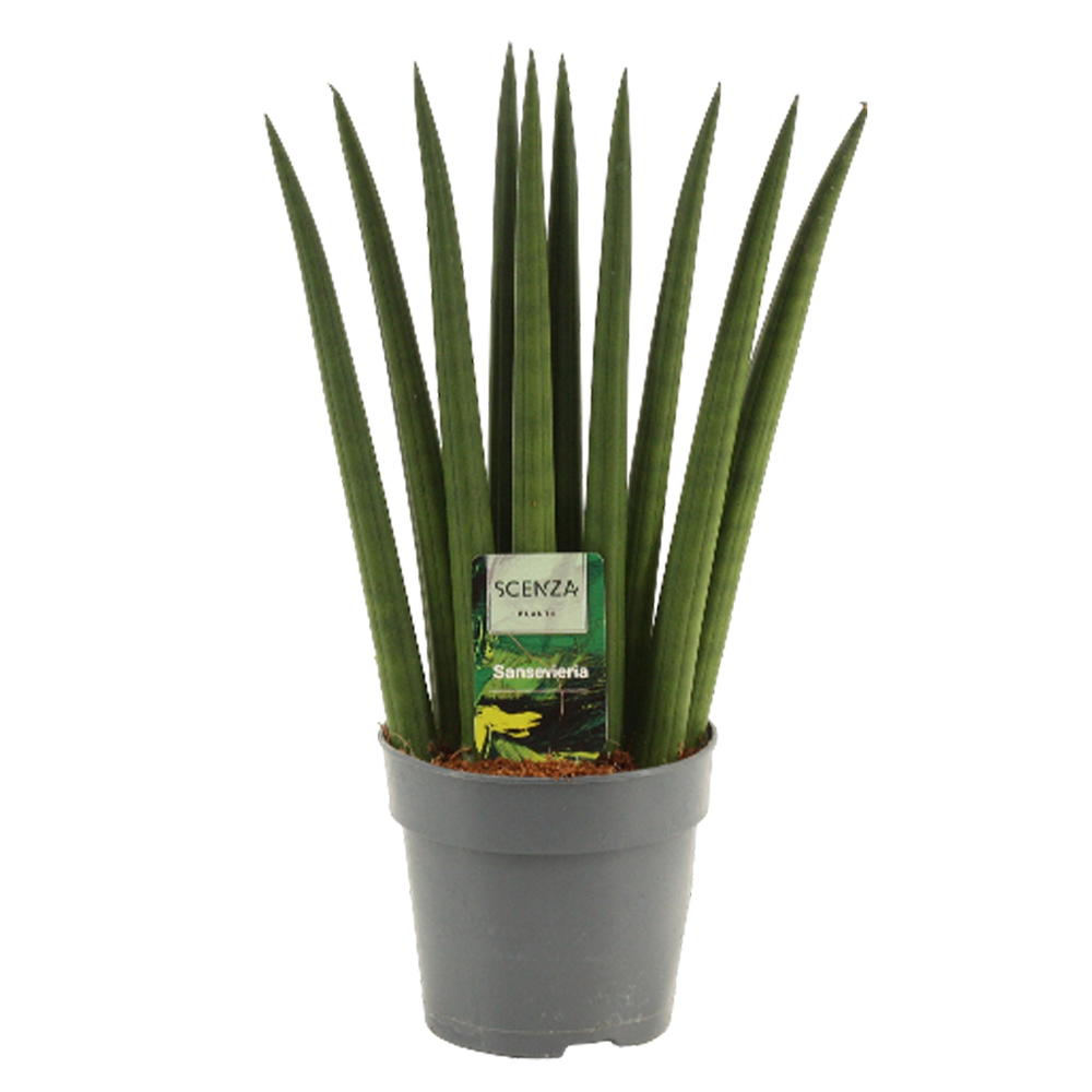 Sansevieria Cylindrica 12 cm Fan.