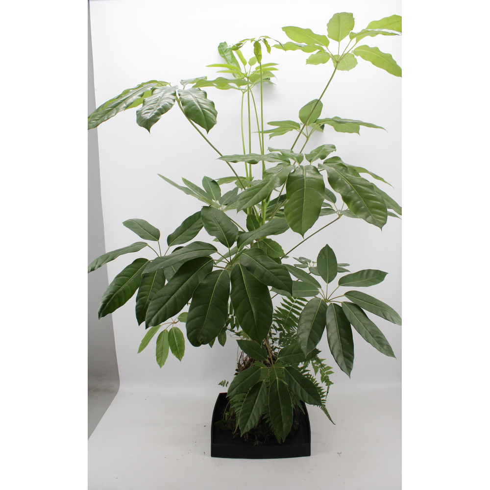 Lova XXL - Schefflera Amate.