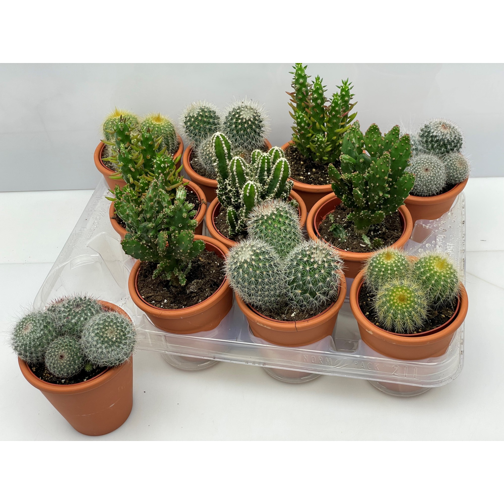 Engeland art.993 cactus rozenpot 8,5 cm.