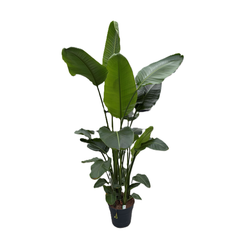 Strelitzia nicolaï p30 5pp 180+cm.