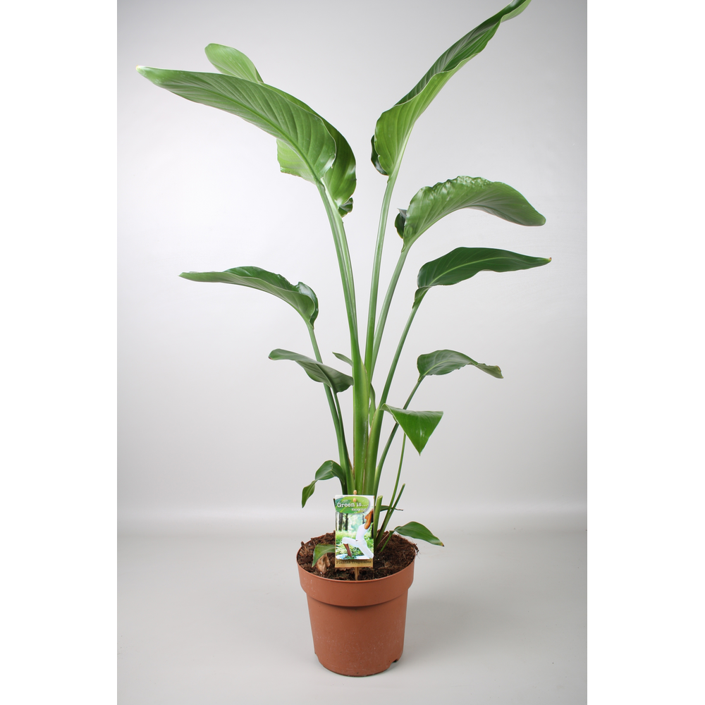 Strelitzia Nicolai - hoogte 120-130.