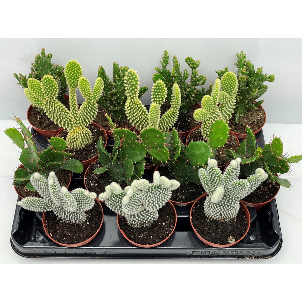 Opuntia Mix 8,5 cm.