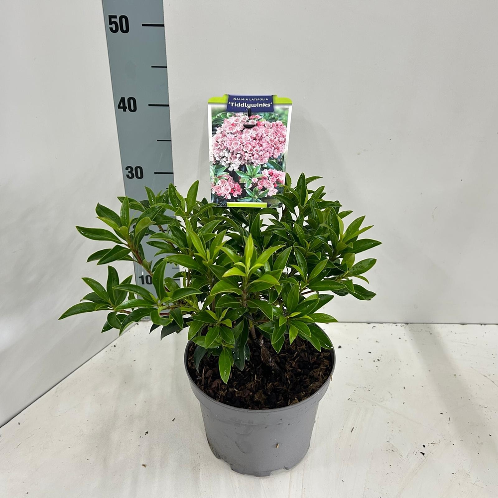 Kalmia lat. 'Tiddlywinks'.