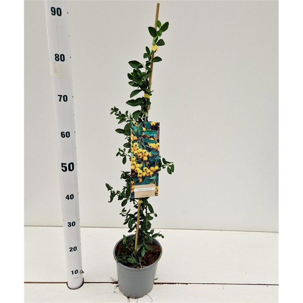 Pyracantha 'Soleil d'Or' - gestokt.