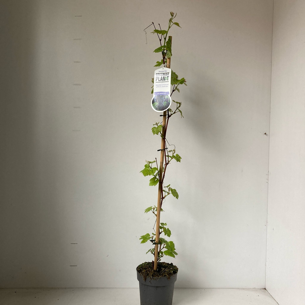 Vitis vin. 'Boskoop Glory' - gestokt.