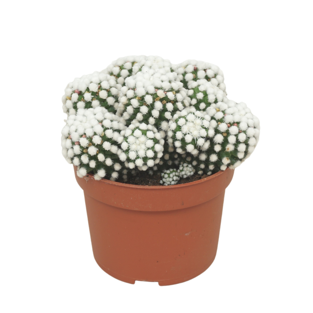 Mammillaria gracilis 'albata' 10,5 cm.