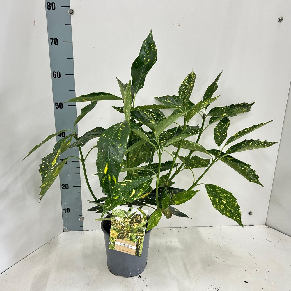 Aucuba japonica 'Crotonifolia'.