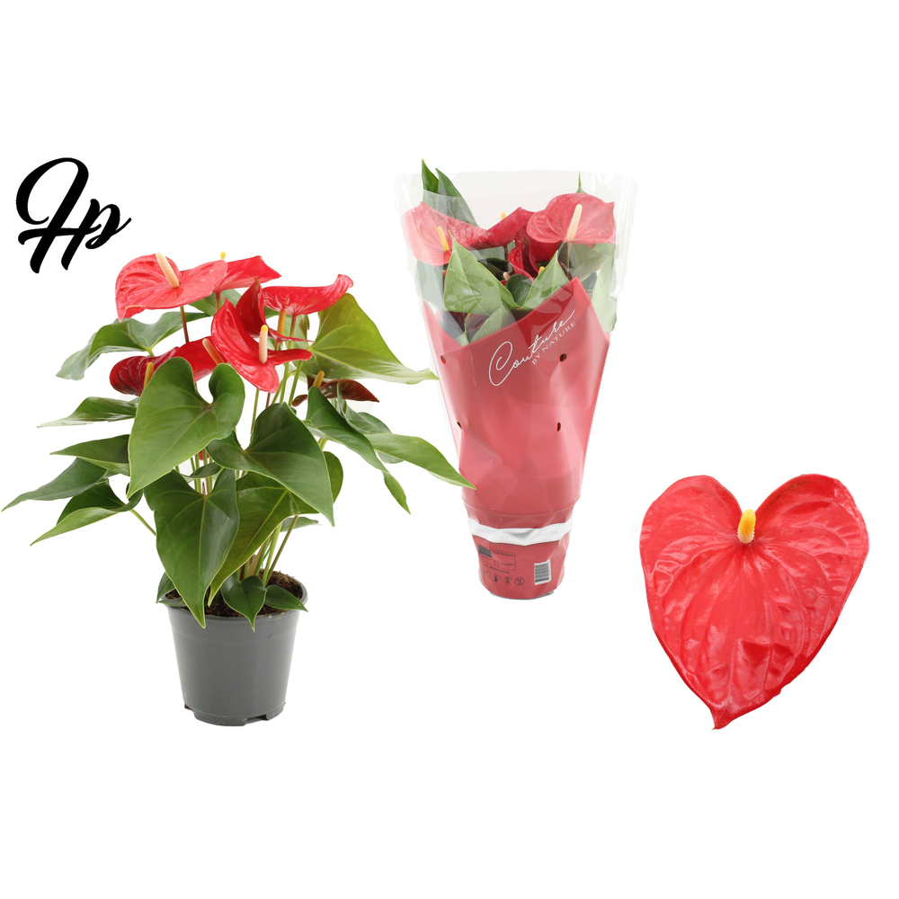 Anthurium 14 cm Casparo in Couture sleeve.