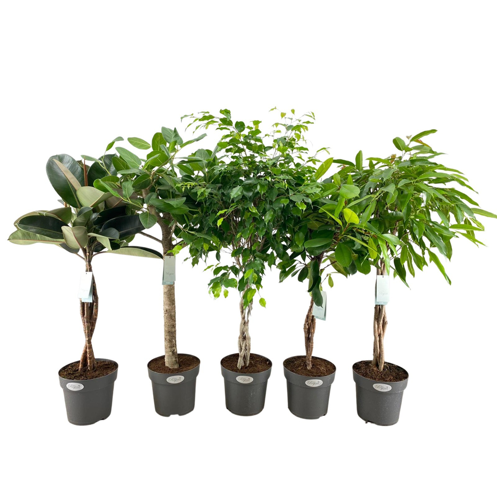 Ficus mix p24 (diverse soorten).