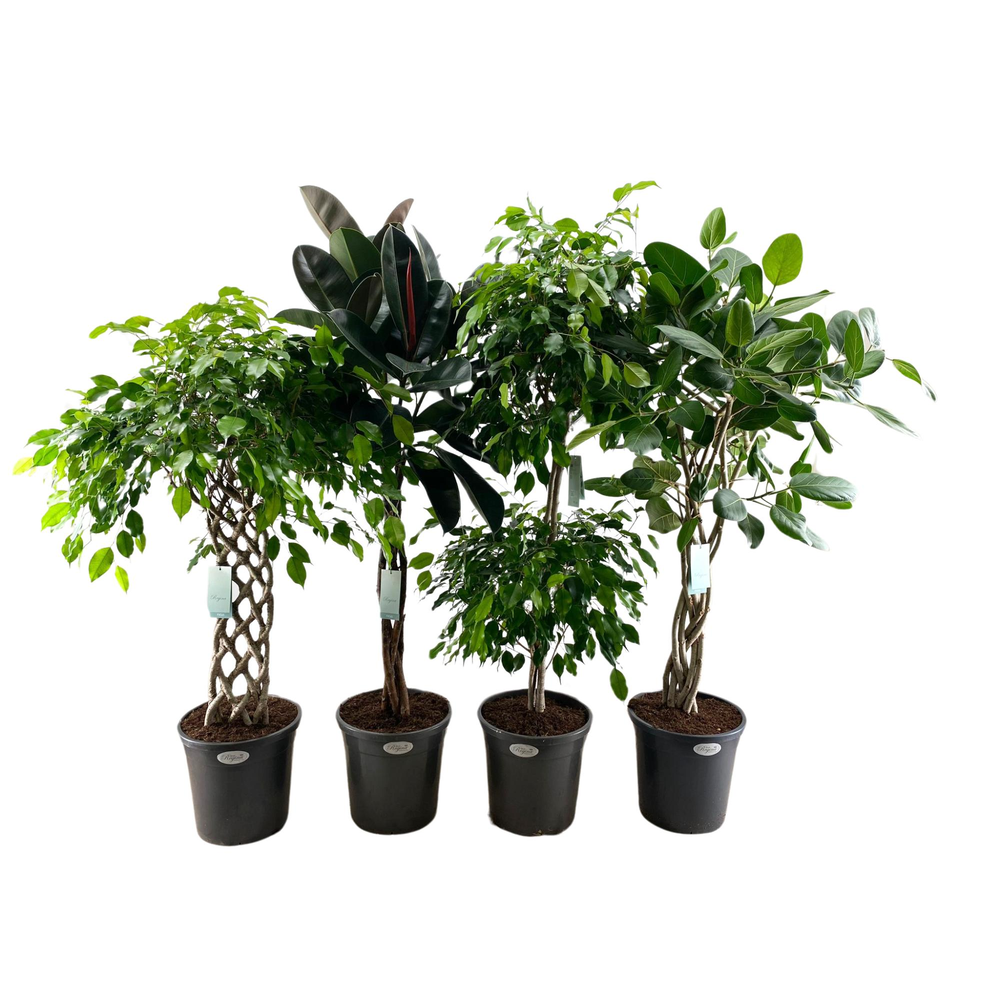 Ficus mix p31 (diverse soorten).