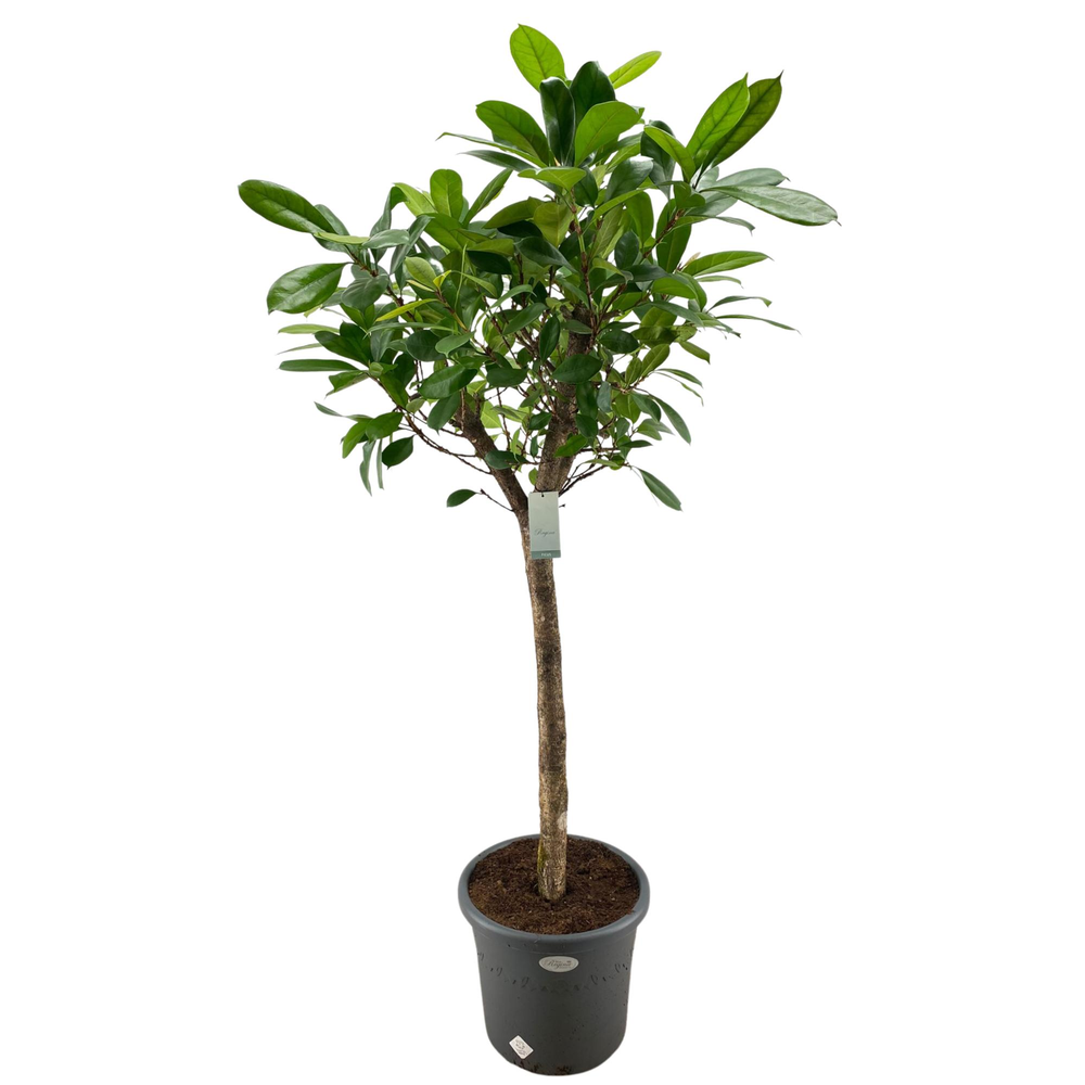 Ficus Cyathistipula rechte stam p40.