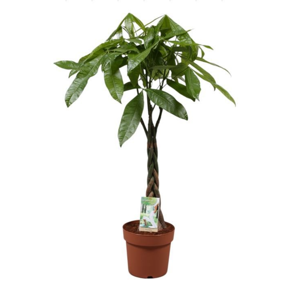 Pachira - hoogte 115-120*.