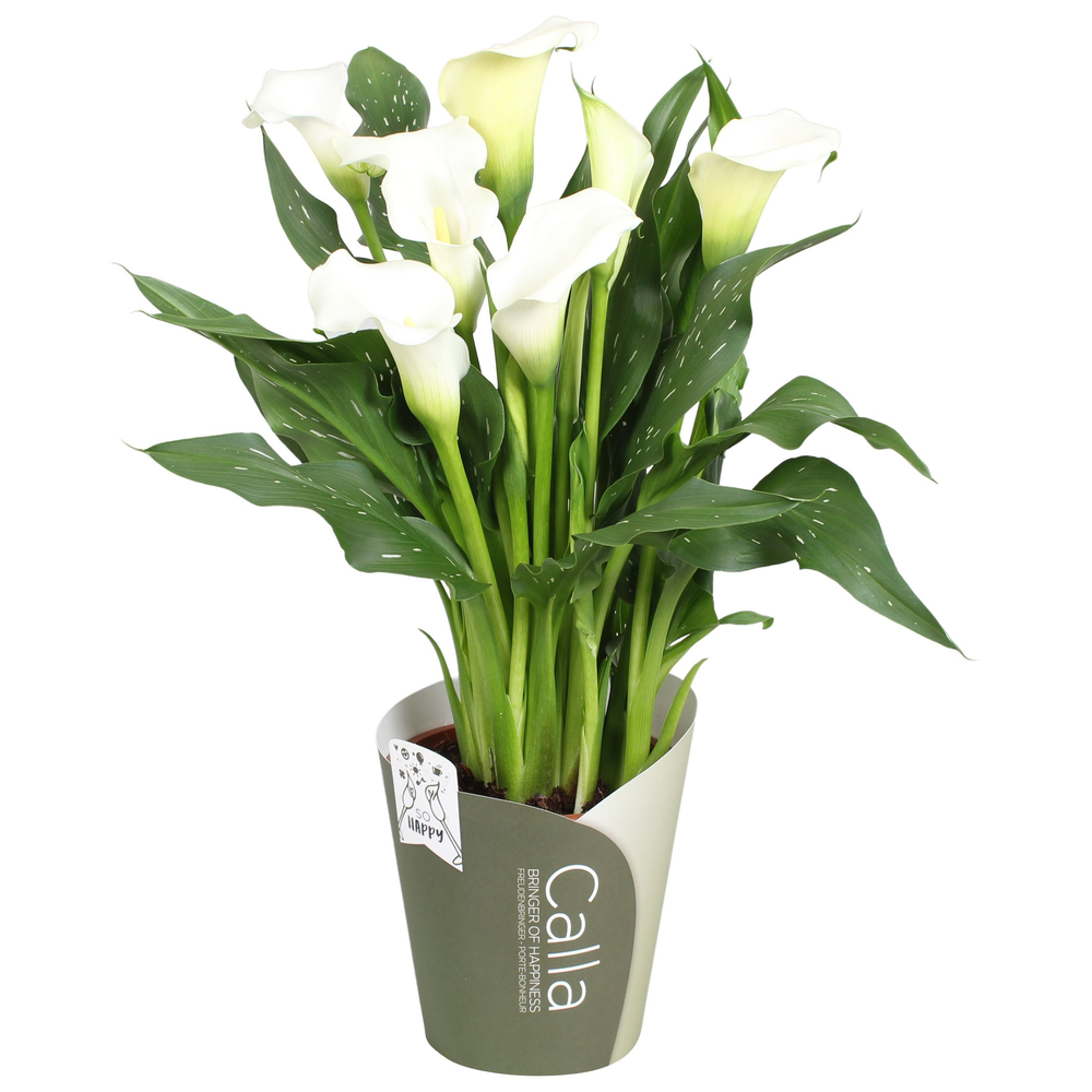 Zantedeschia Fresco SoHappyCalla wit met groene po.