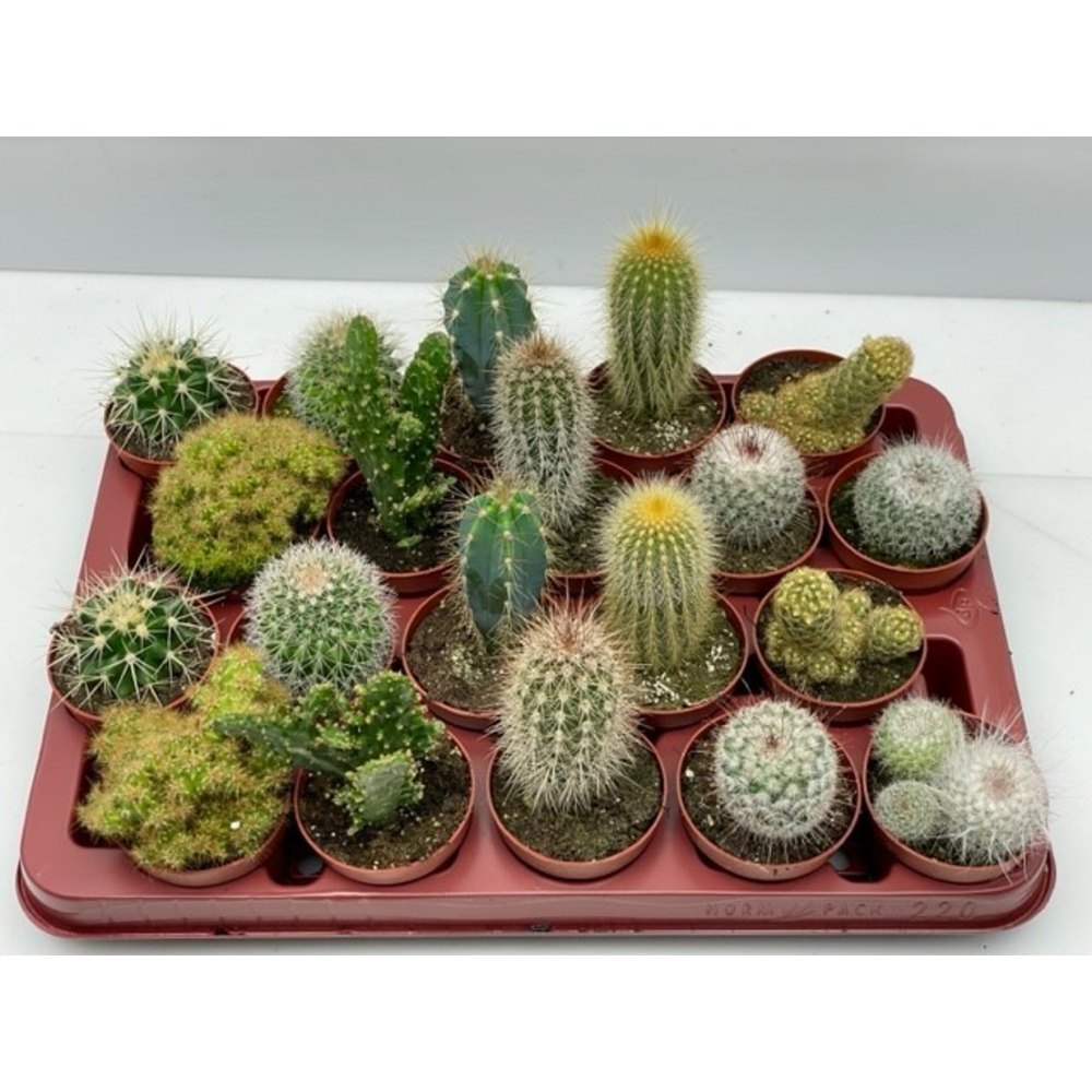 Engeland art.9966 Cactus gemengd 6,5 cm.