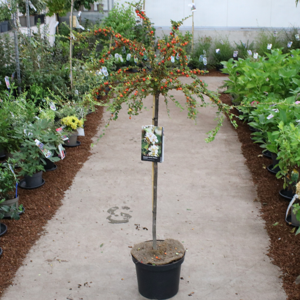 Cotoneaster apiculatus 'Blackburn' --stam 90 cm 2j.