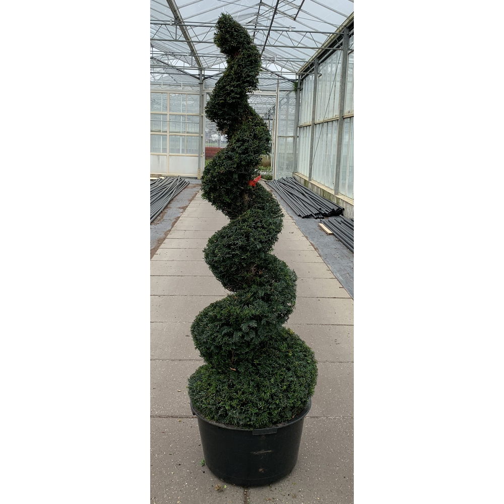 Taxus baccata --spiraal 190-200 cm.