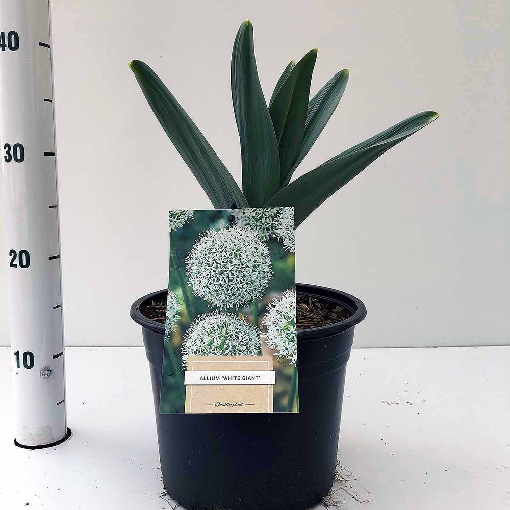 Allium 'White Giant'.