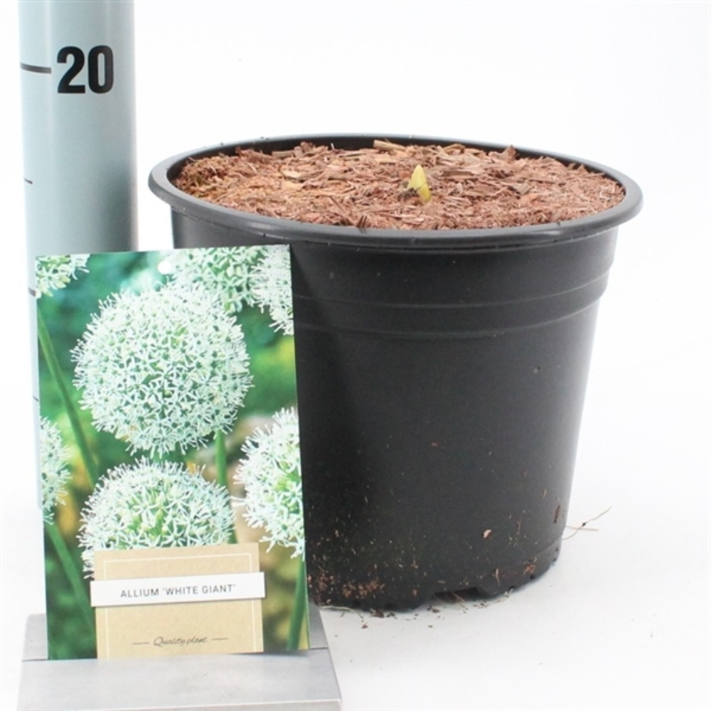 Allium 'White Giant'.