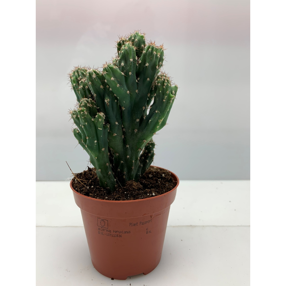 Cereus Peruveanus Monstruosus 8,5 cm.