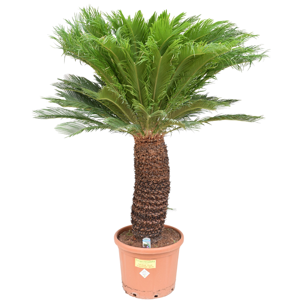 Cycas revoluta P55 ST80.