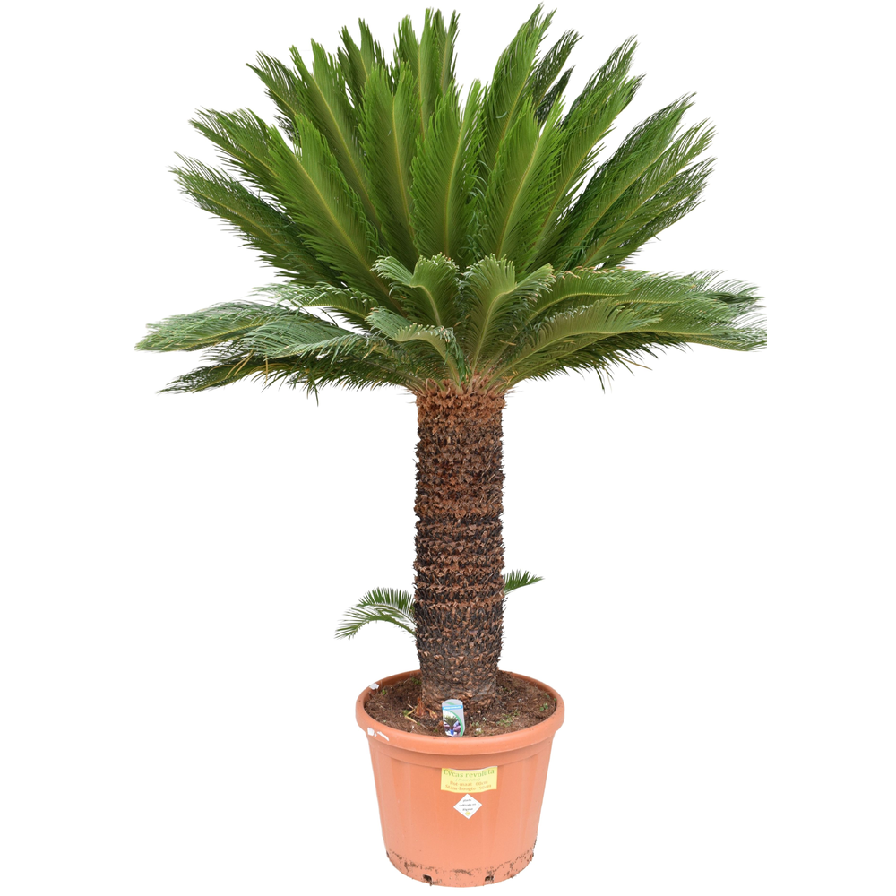 Cycas revoluta P60 ST90.