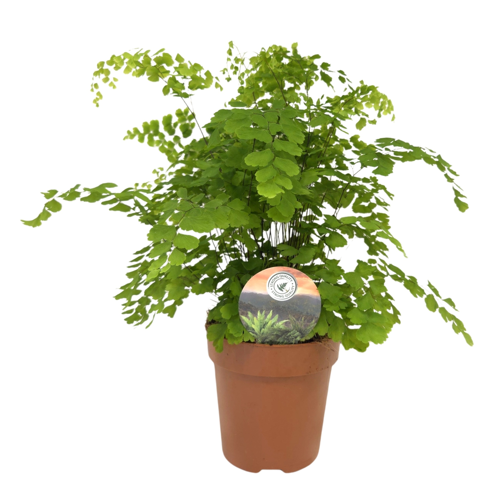 Adiantum 'Fragrans'.