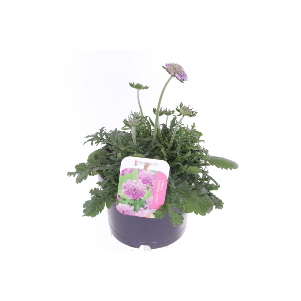 Scabiosa columbaria Pink Mist.