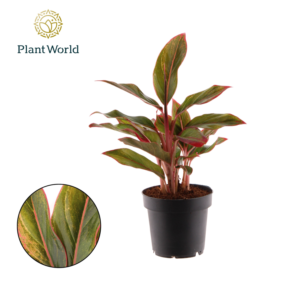 Aglaonema Crete.