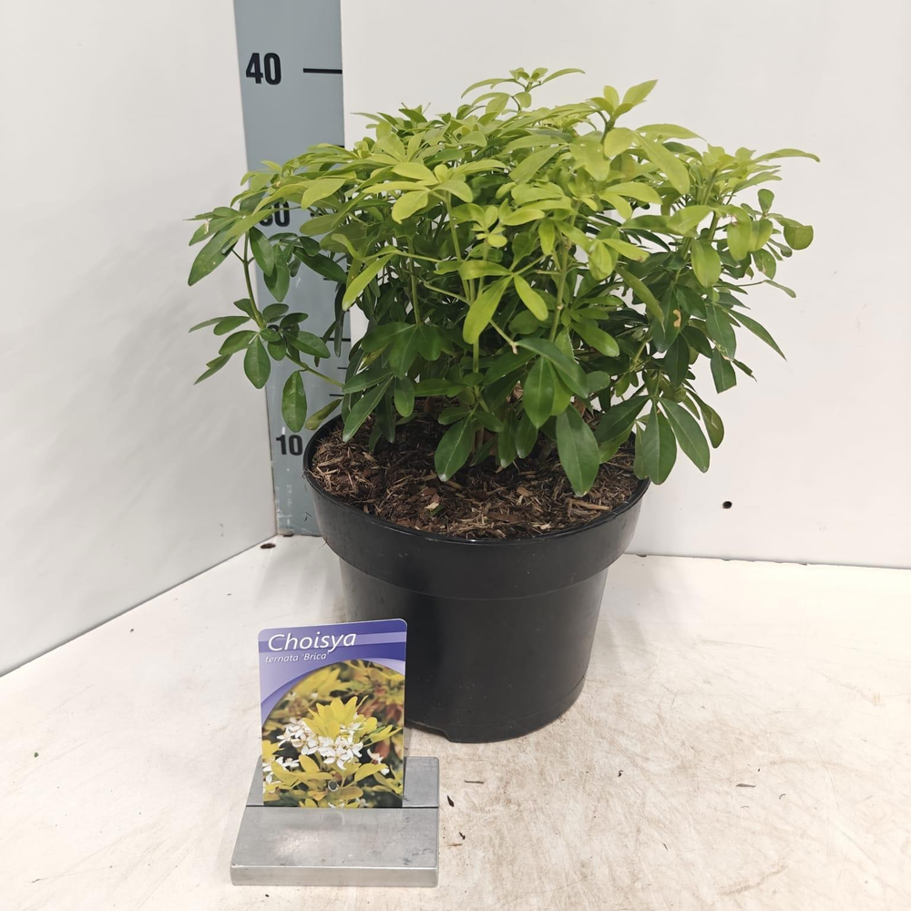 Choisya ternata ‘Brica’ (Lich).