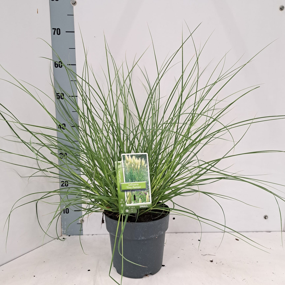 Cortaderia selloana Tiny Pampa (‘Day1’PBR).