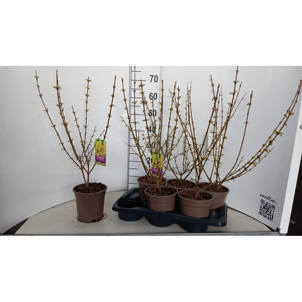 Forsythia intermedia 'Spectabilis'.