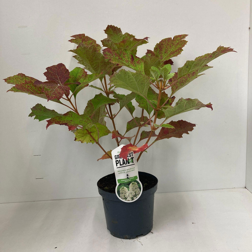 Hydrangea quercifolia 'Snowflake'.