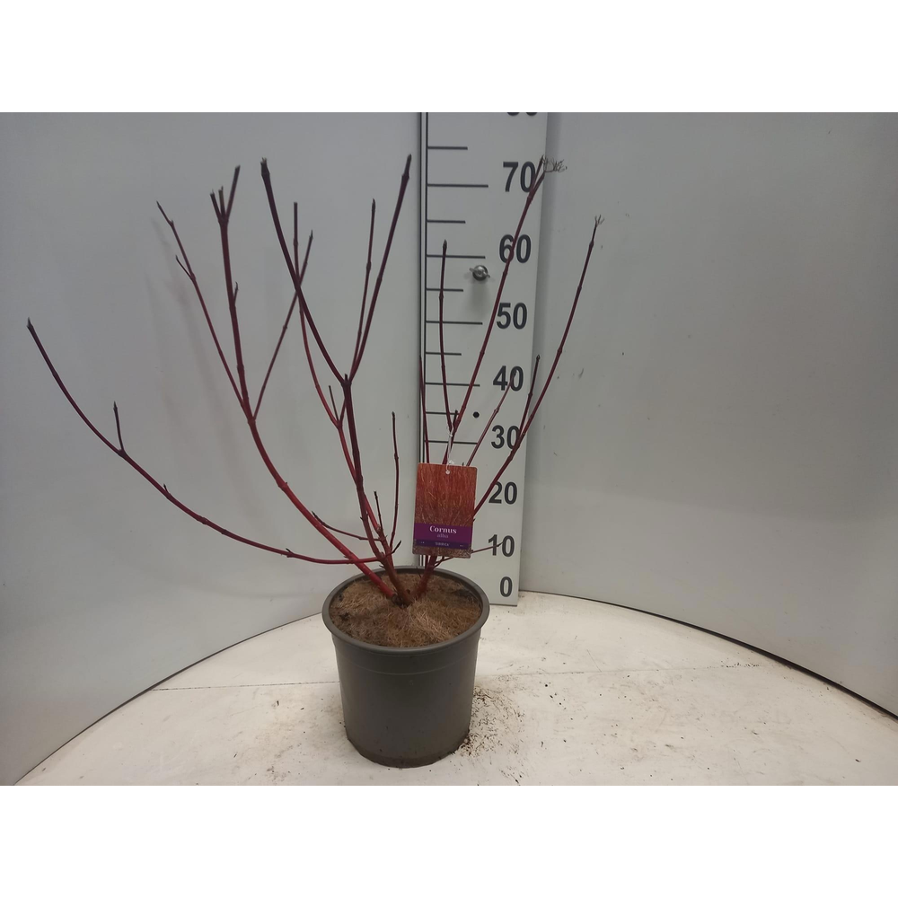 Cornus alba 'Sibirica'.