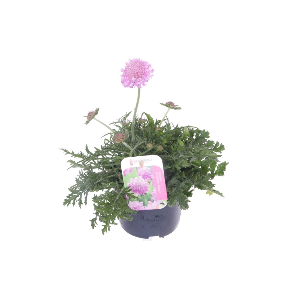 Scabiosa columbaria Pink Mist.