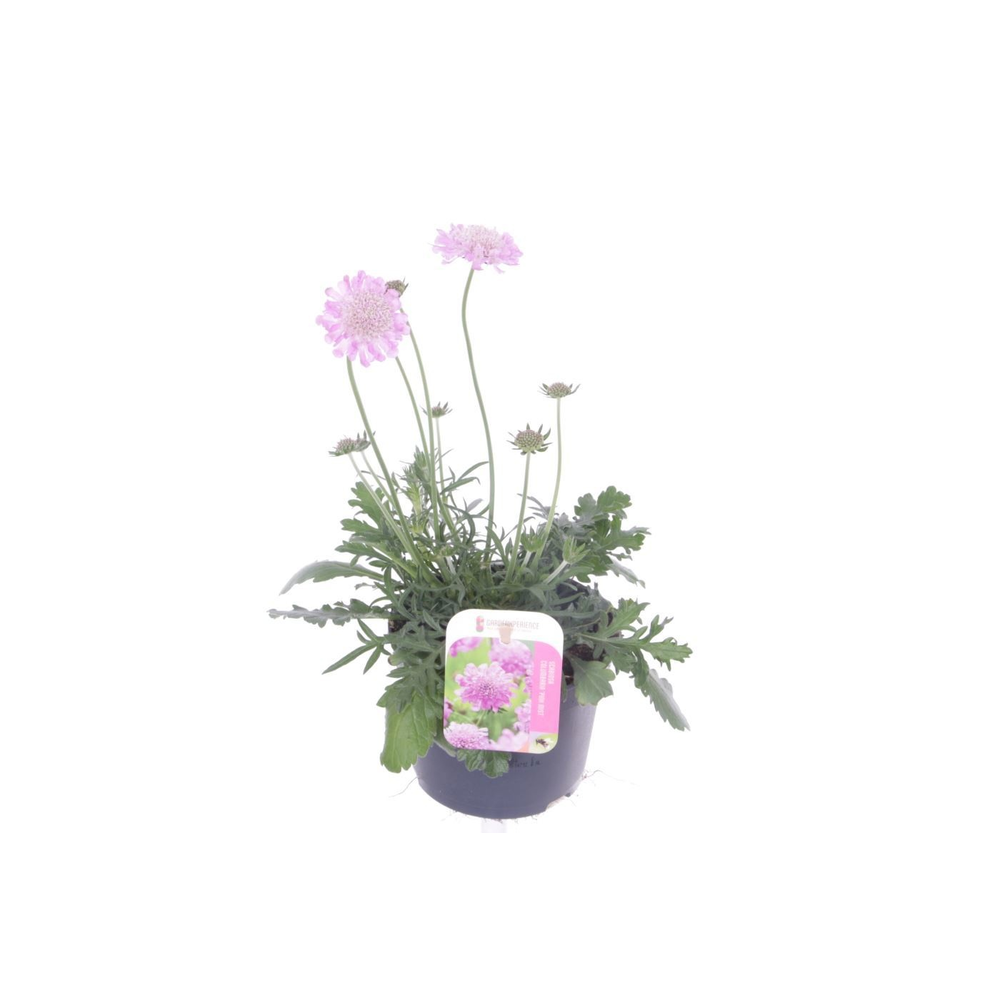 Scabiosa columbaria Pink Mist.