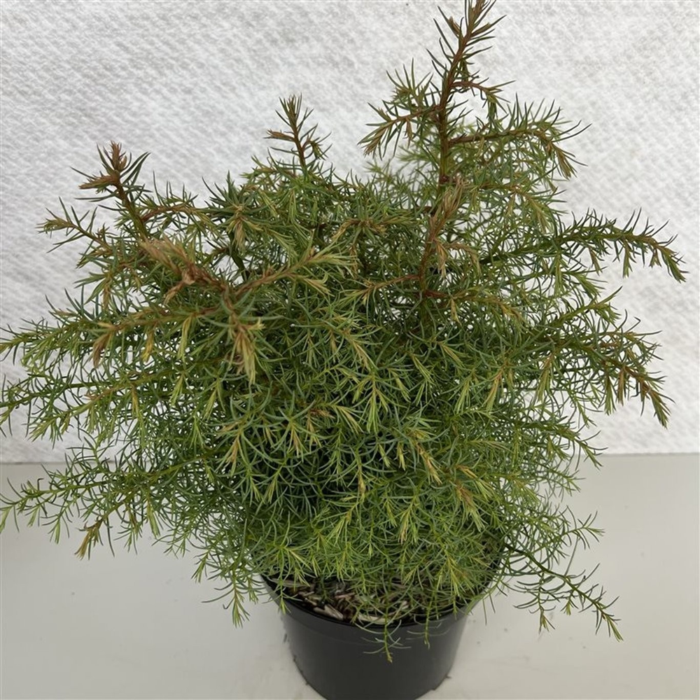 Cryptomeria j. 'Elegans'.