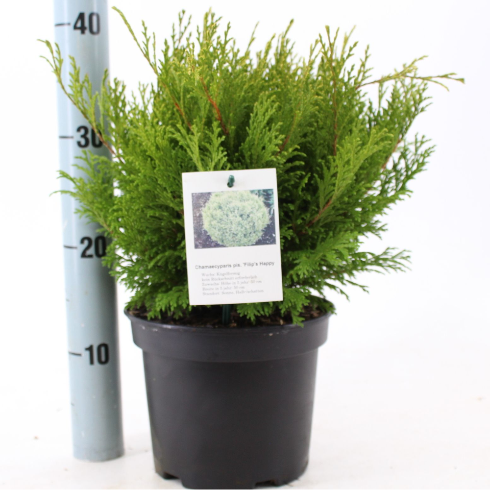 Chamaecyparis p. 'Filip's Happy Day'.