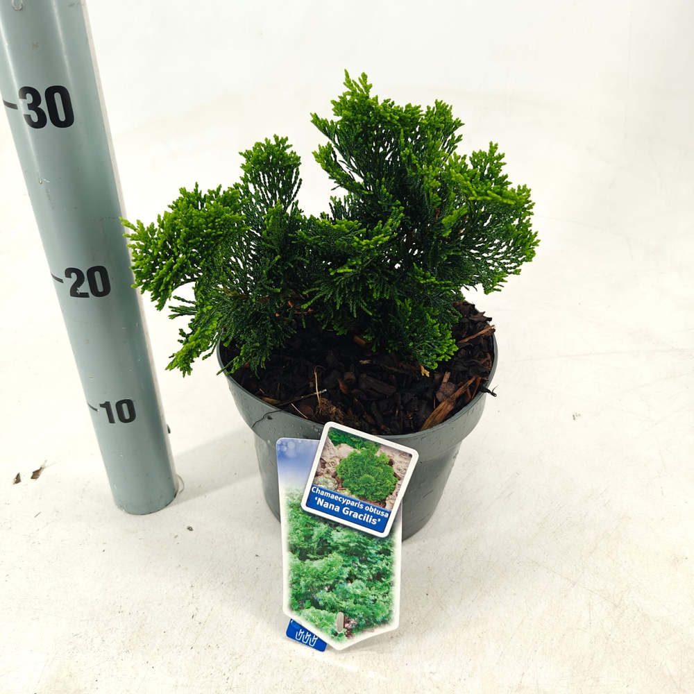 Chamaecyparis obt. ‘Nana Gracilis’.
