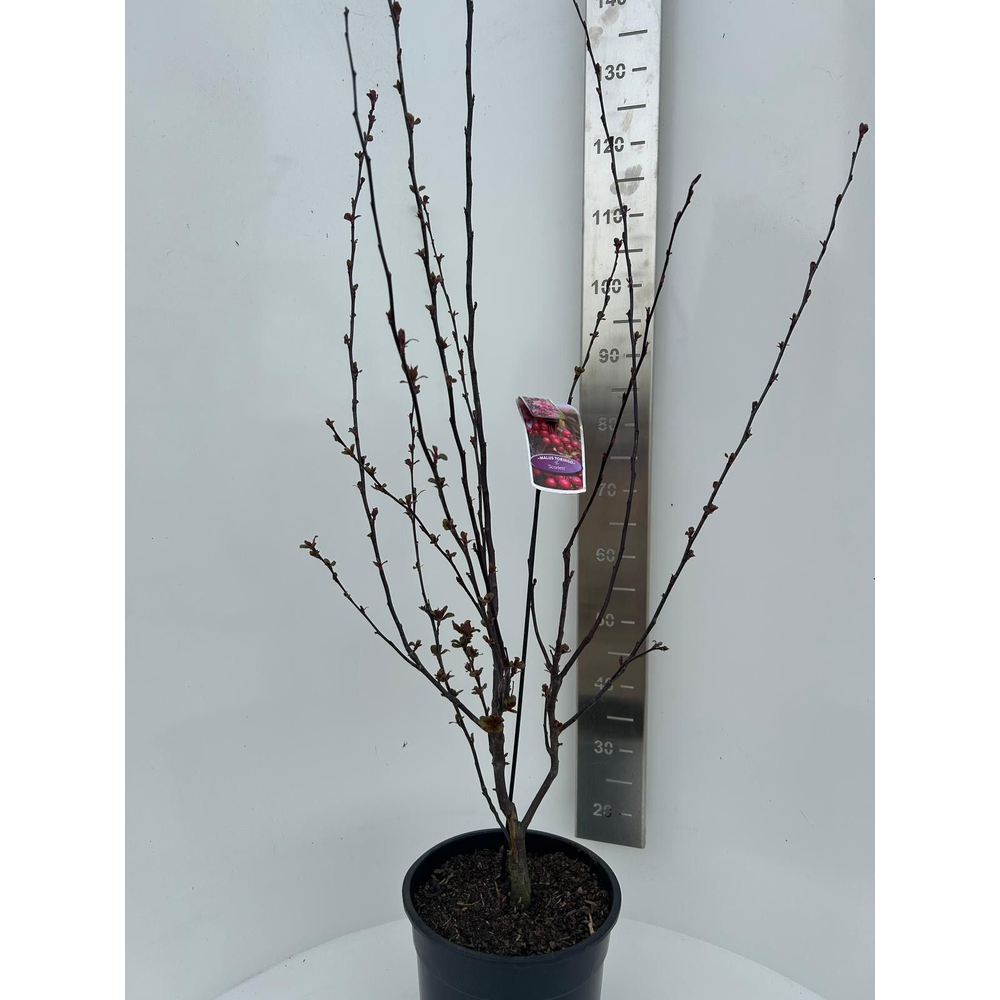 Malus 'Veitch's Scarlet'.