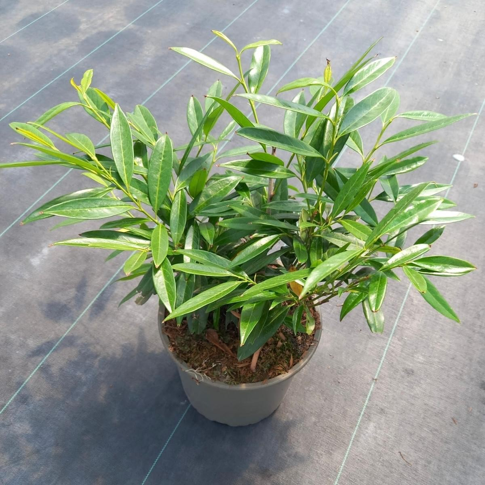 Prunus laur. 'Zabeliana'.