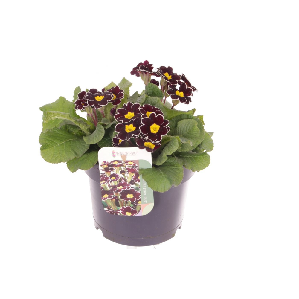 Primula elatior Mister Black Laced.