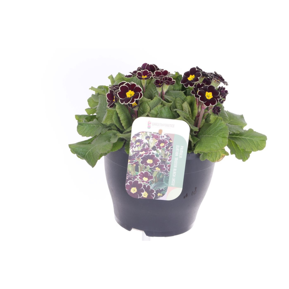 Primula elatior Mister Black Laced.