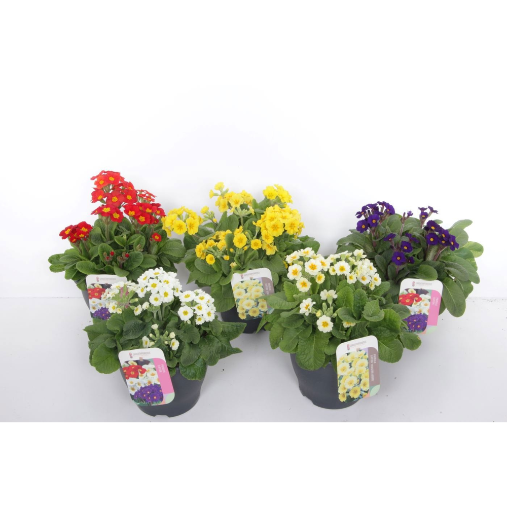 Primula elatior mix.