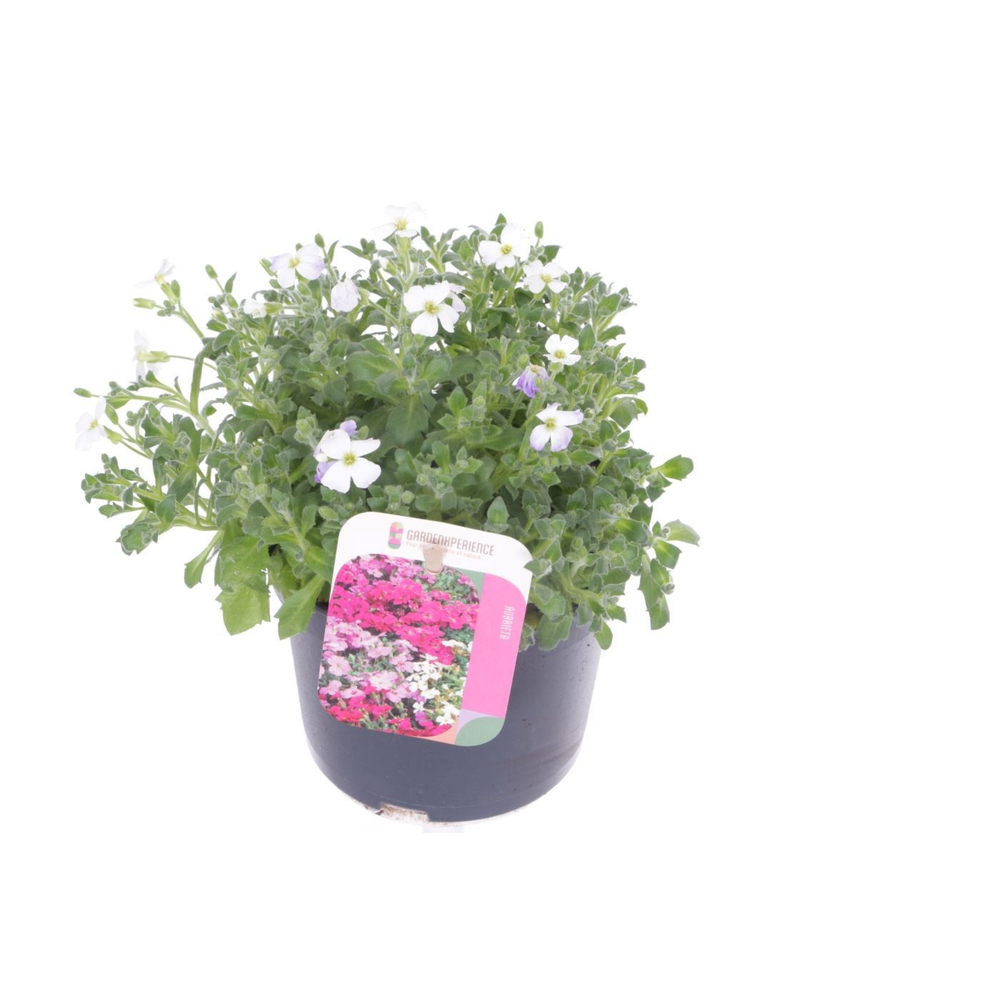 Aubrieta Little Gem.