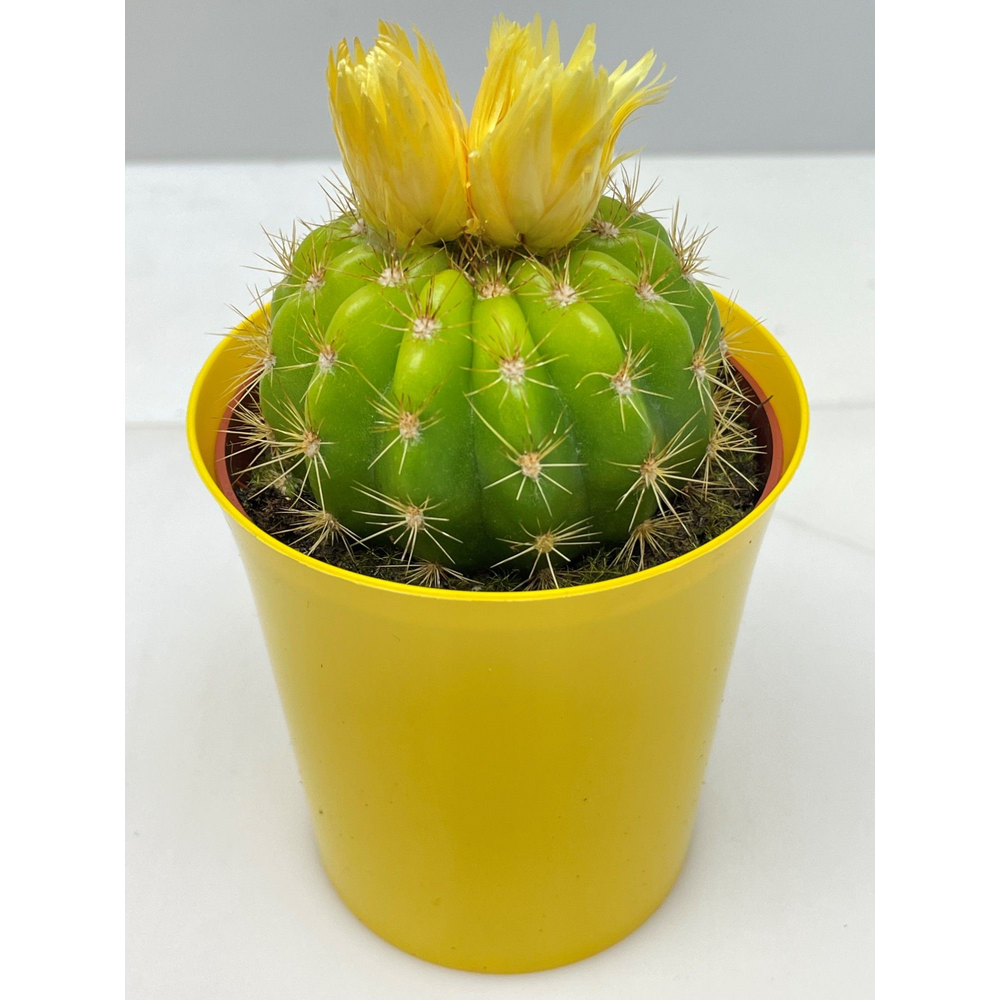 Art.63 sier in gele paaspot 6,5 cm.