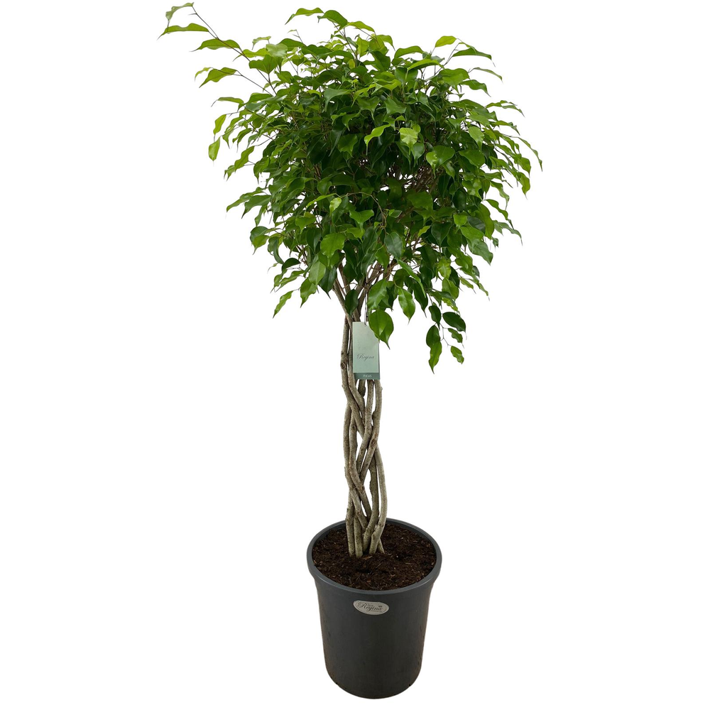 Ficus Benjamina Flat Braid p31.