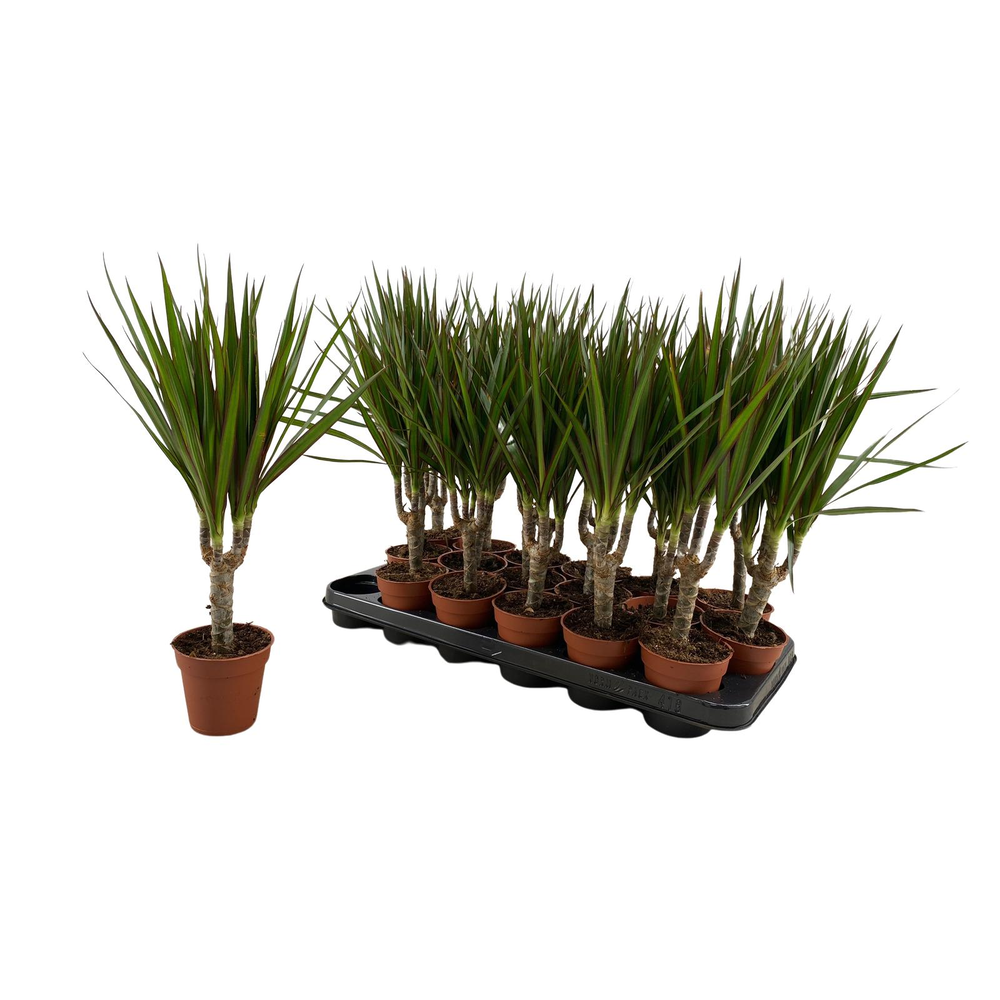 Dracaena Marginata p9.